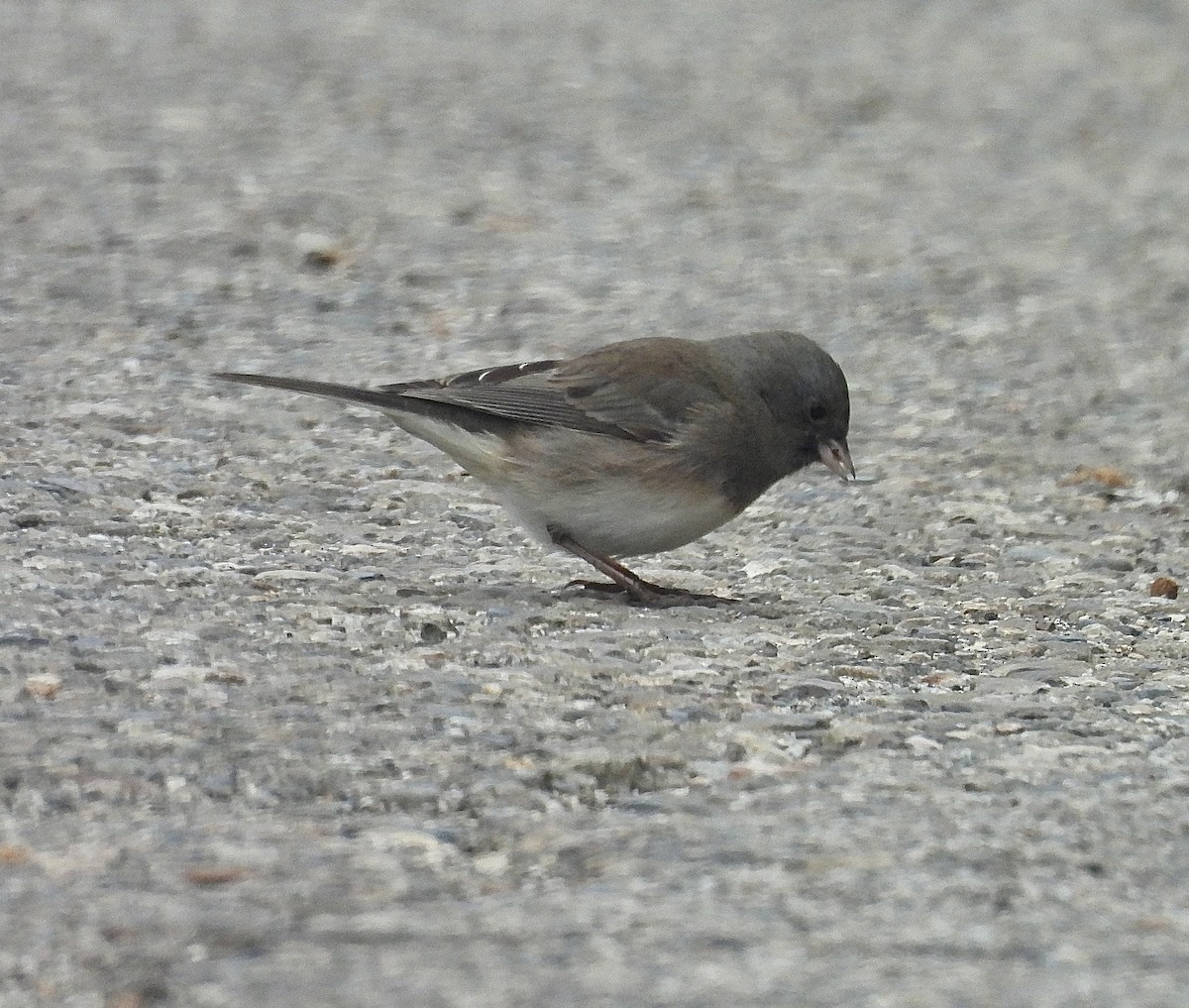 Junco Ojioscuro (Pizarroso/Cismontano) - ML646862739