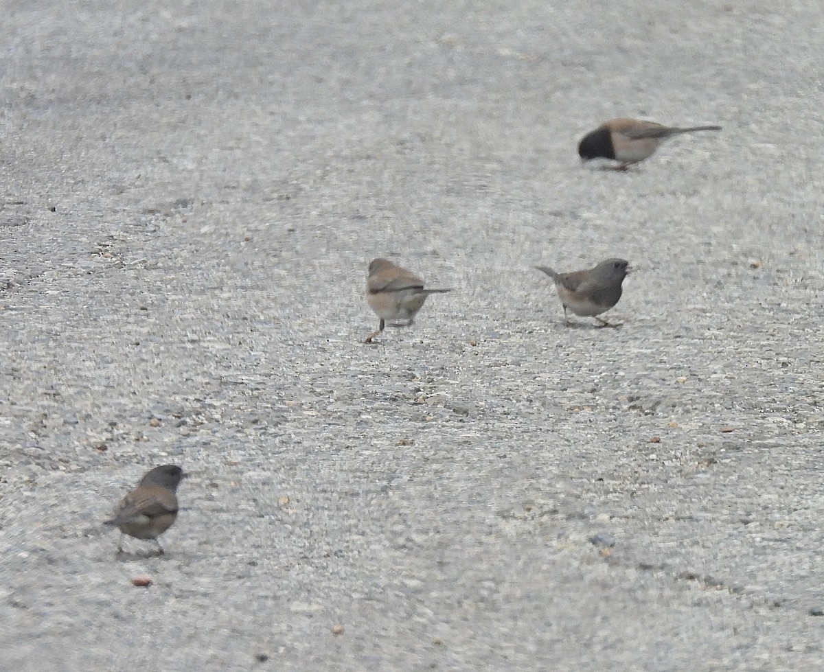 Junco Ojioscuro (Pizarroso/Cismontano) - ML646862741