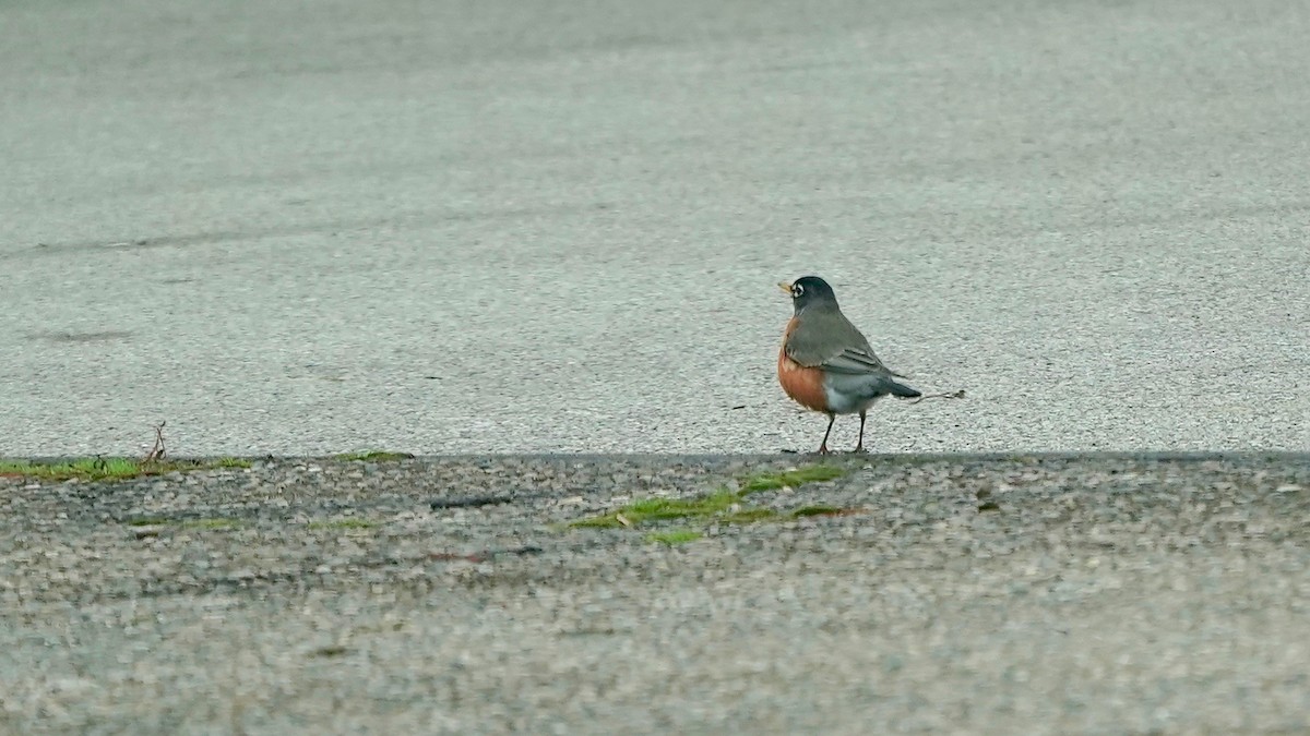 American Robin - ML646862742