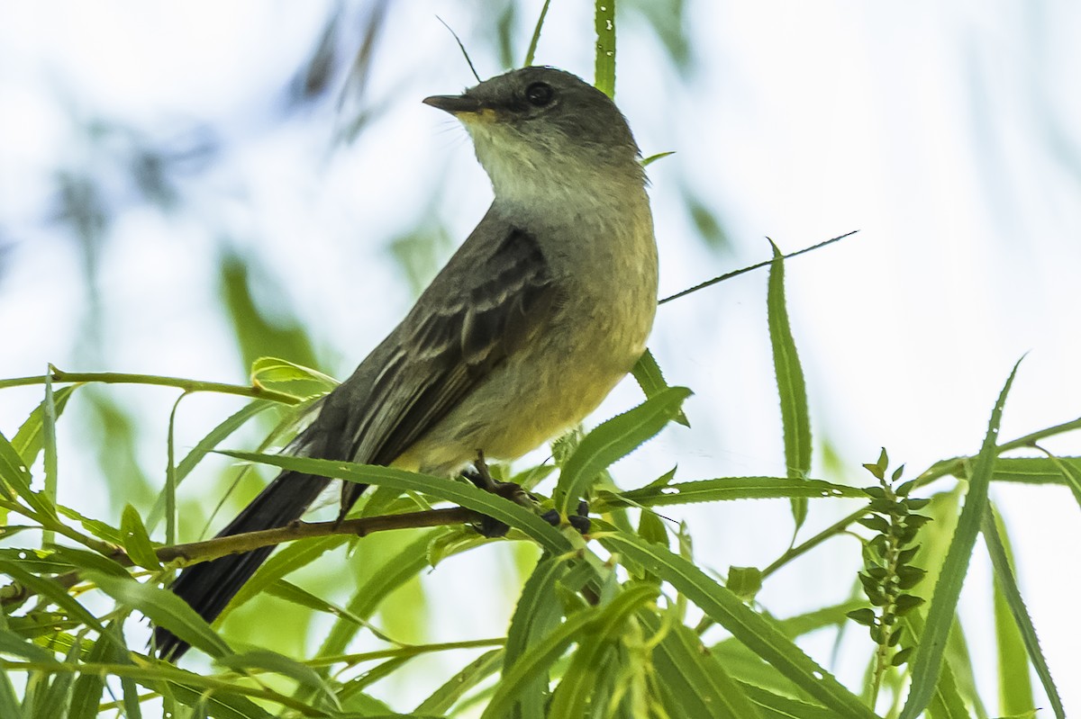 Sooty Tyrannulet - ML646862743
