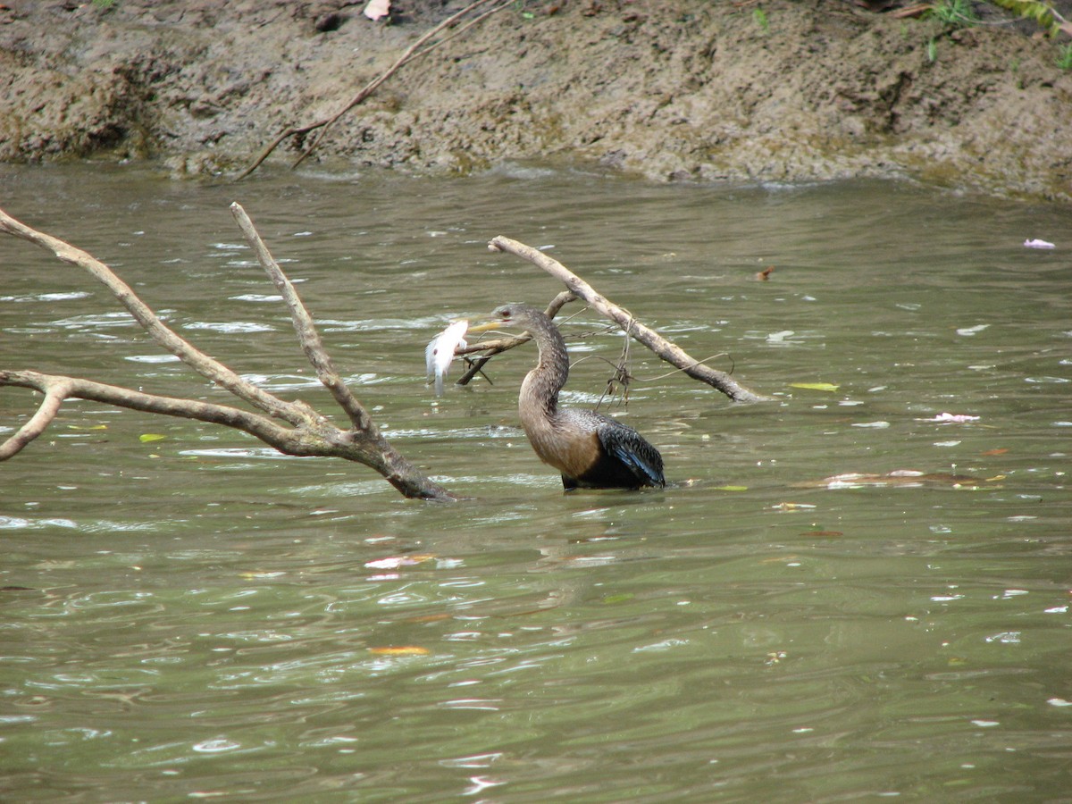 Anhinga - ML646862744