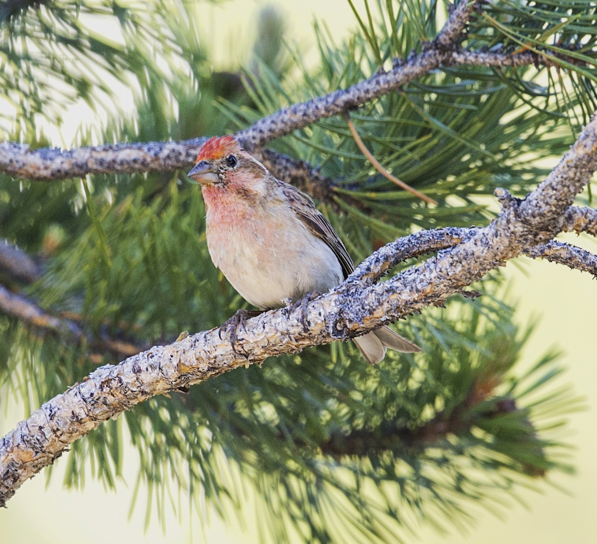 Cassin's Finch - ML646862745