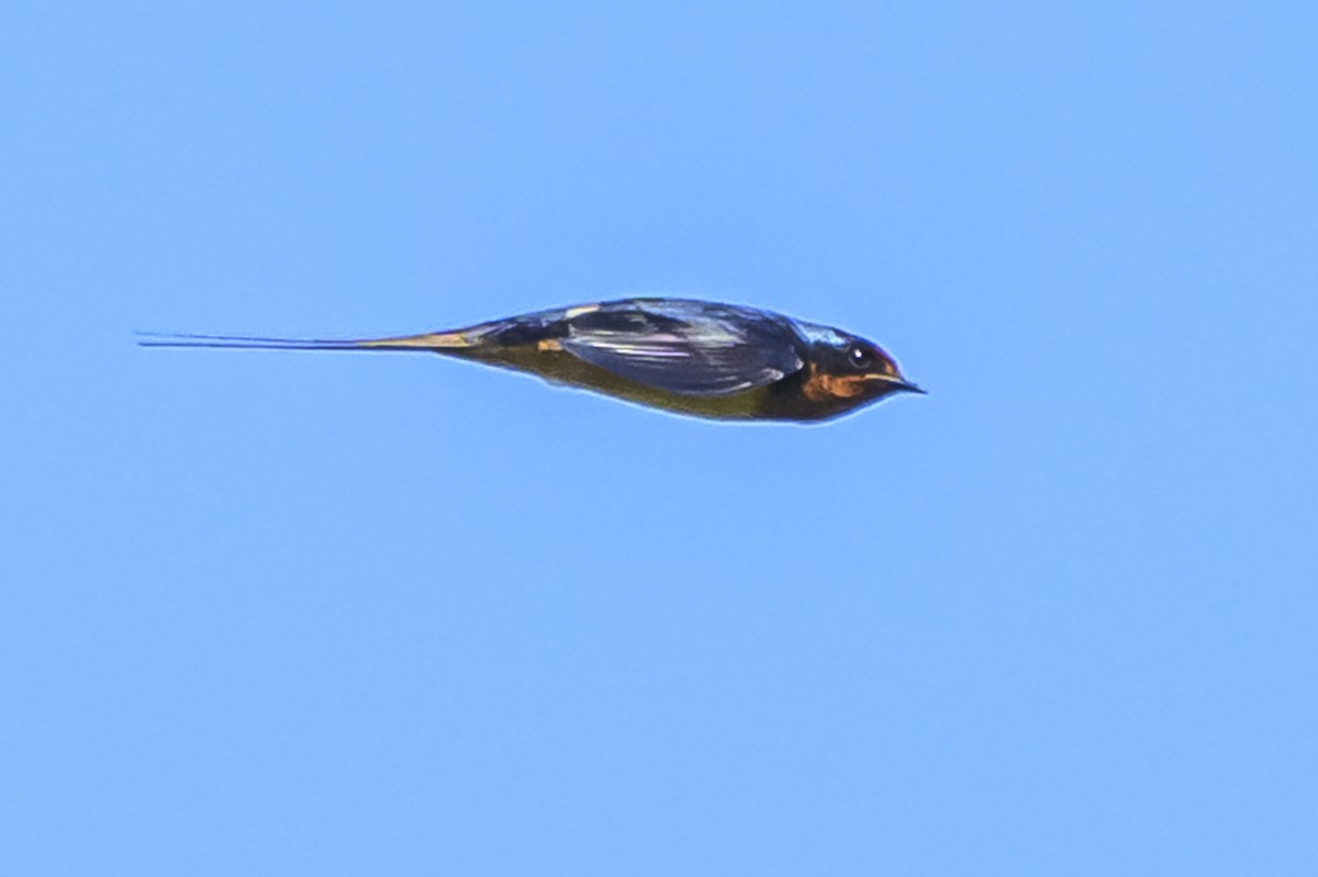 Barn Swallow - ML646862746