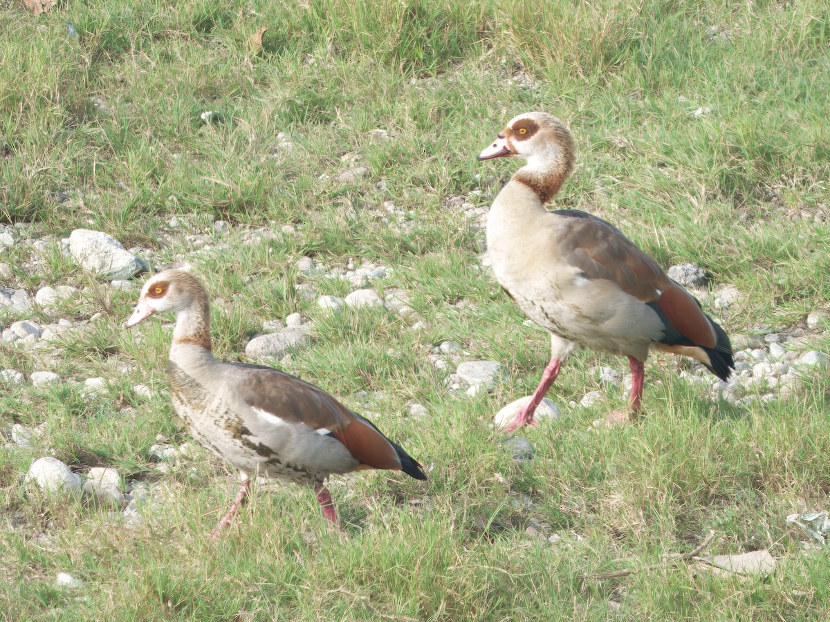 Egyptian Goose - ML646862747