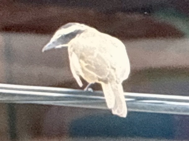 White Bellbird - ML646862748