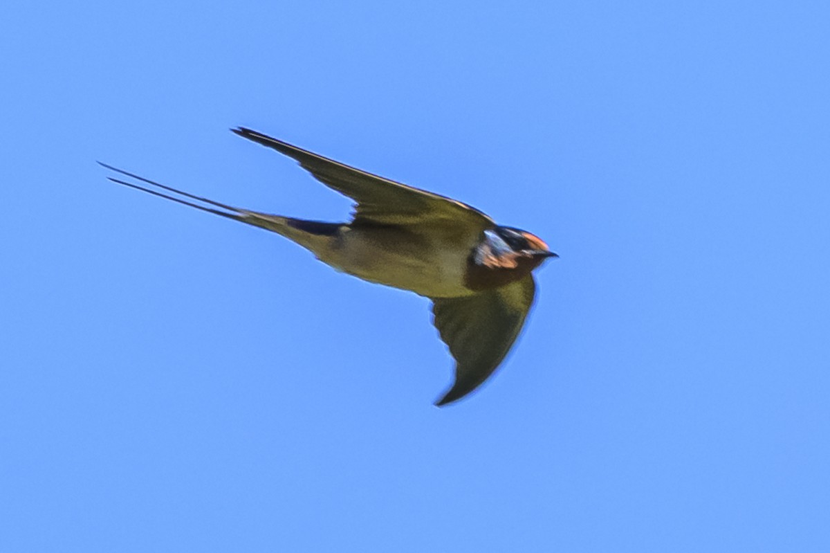 Barn Swallow - ML646862749