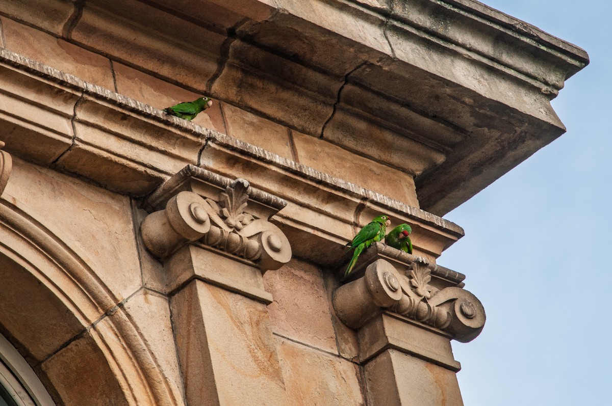 Crimson-fronted Parakeet - ML646862750