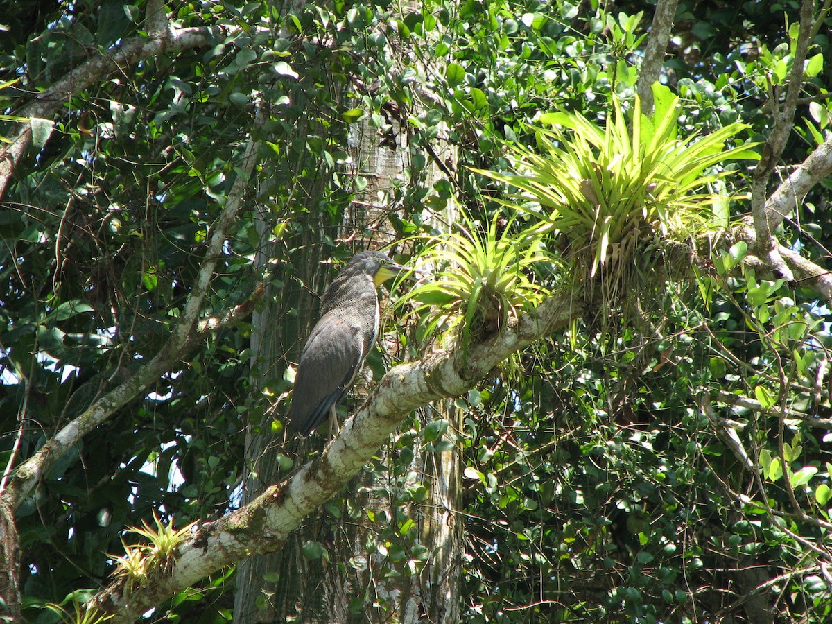 Bare-throated Tiger-Heron - ML646862751