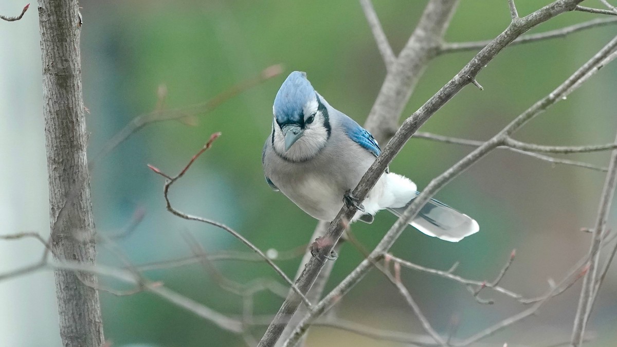 Blue Jay - ML646862752
