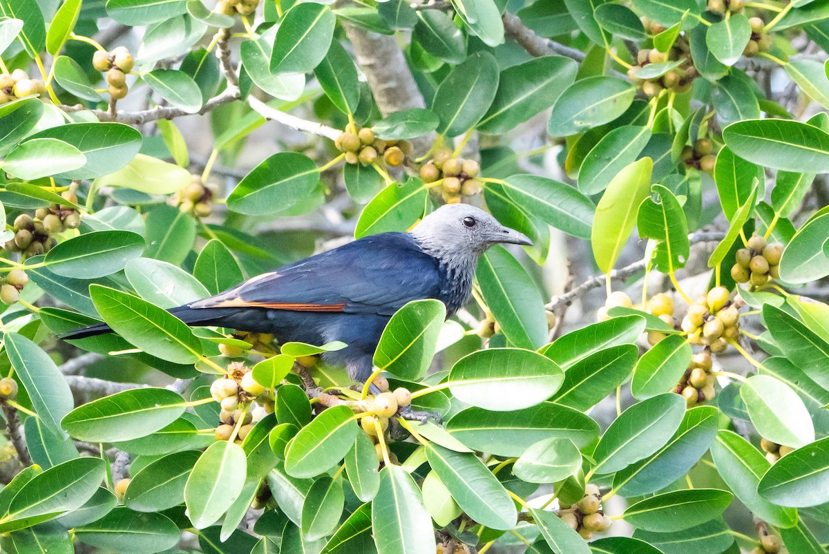 Kızılkanat - ML646862753