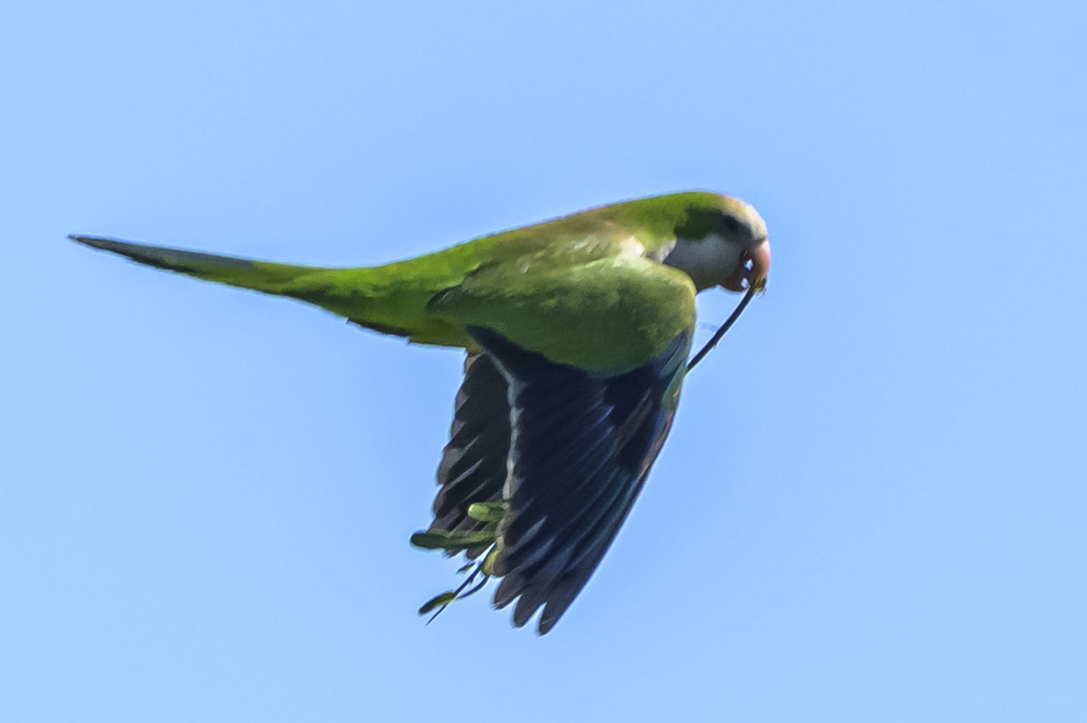 Mönchssittich - ML646862754