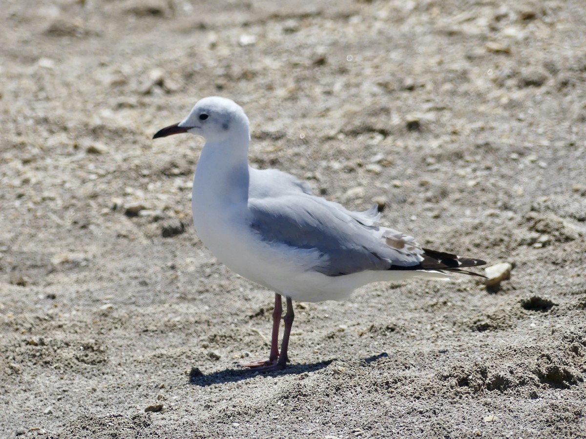 Hartlaub's Gull - ML646862755