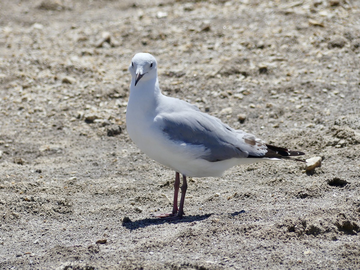 Hartlaub's Gull - ML646862756