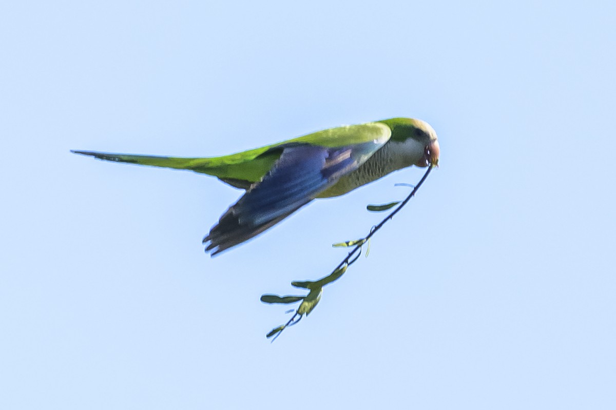 Mönchssittich - ML646862757