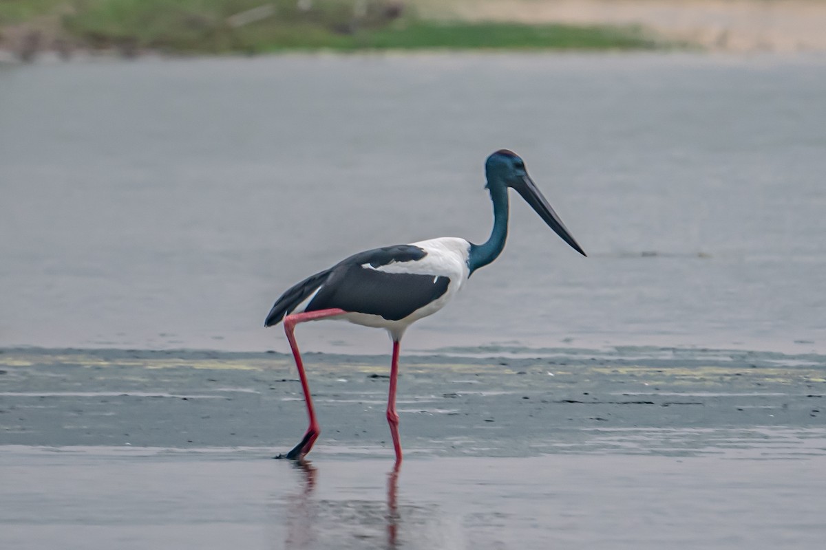 Jabirú Asiático - ML646862762