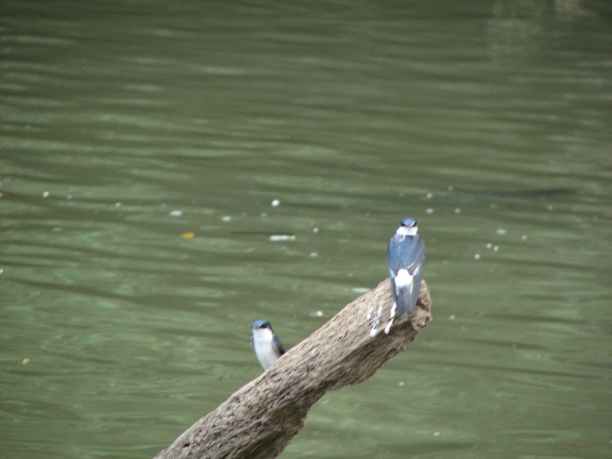 Mangrove Swallow - ML646862768