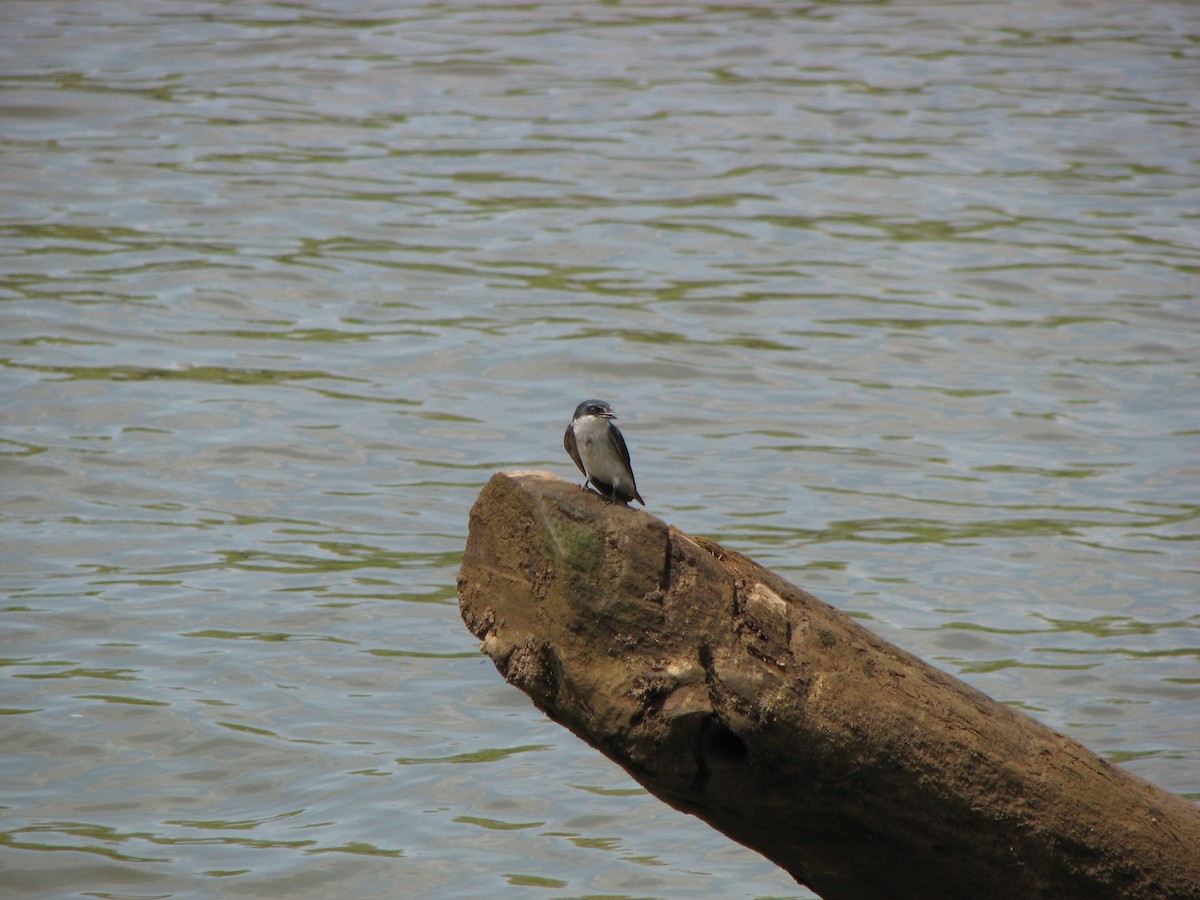 Mangrove Swallow - ML646862769