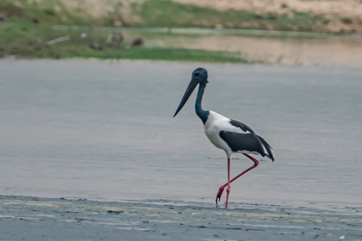 Jabirú Asiático - ML646862771