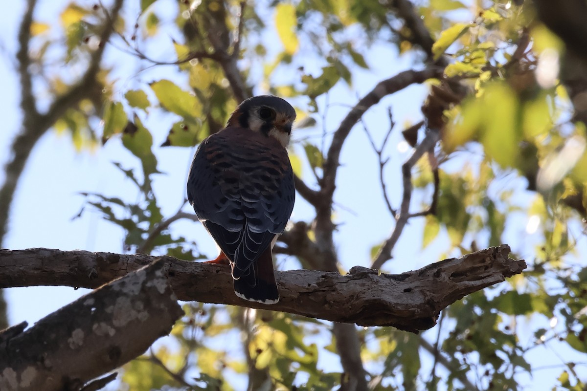 American Kestrel - ML646862772
