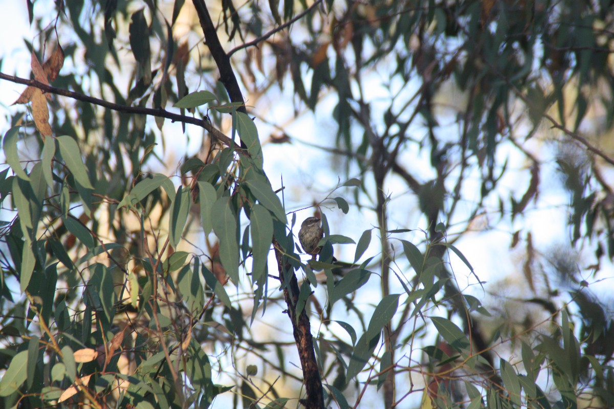 White-browed Scrubwren - ML646862774