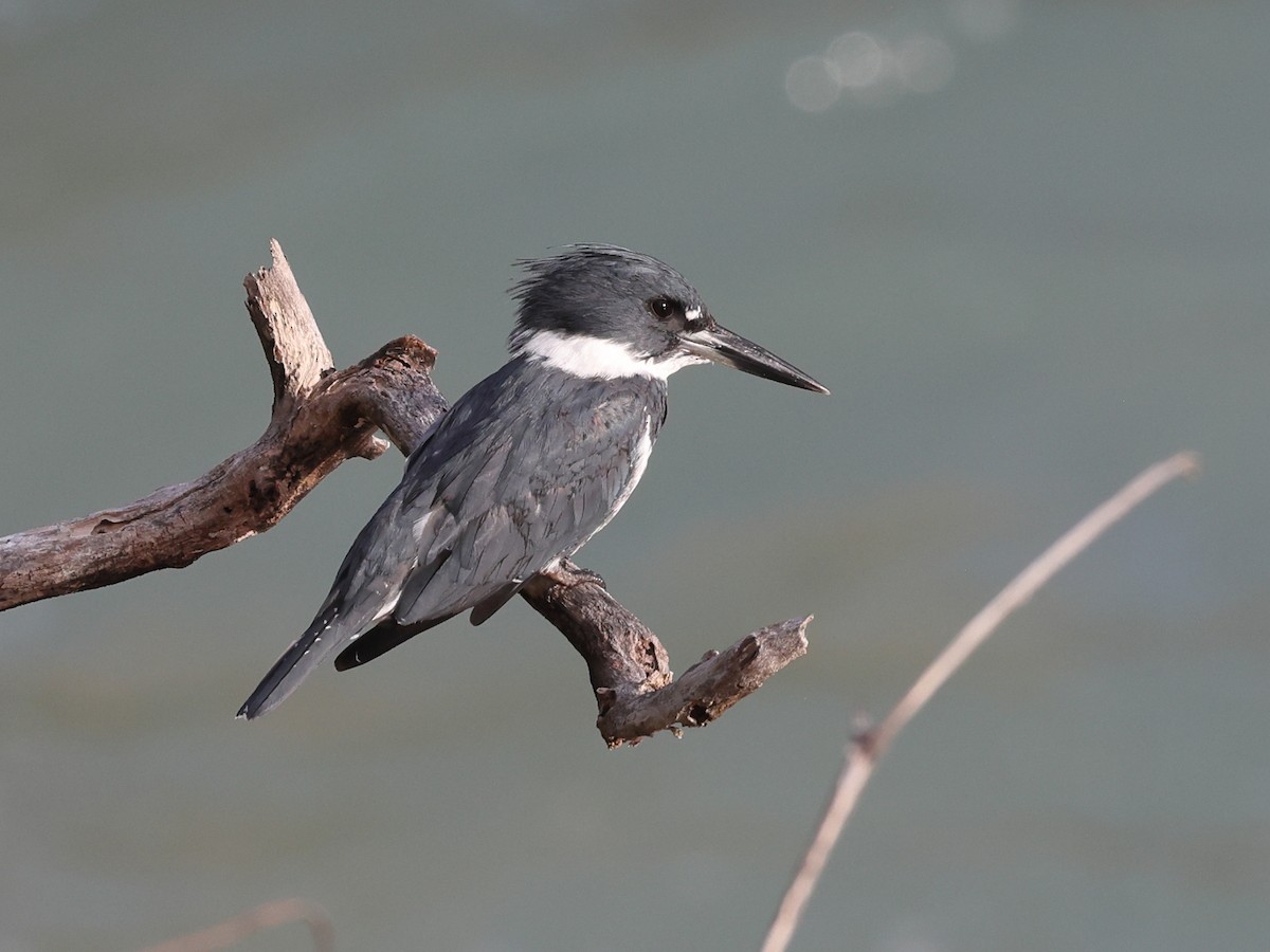 Martín Gigante Norteamericano - ML646862776