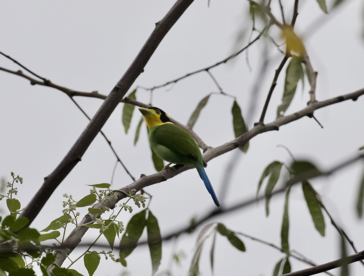 Long-tailed Broadbill - ML646862777