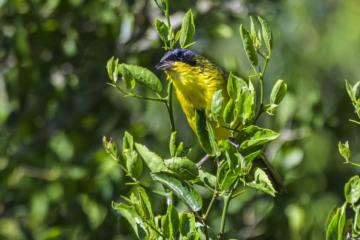 Brasiliengelbkehlchen - ML646862778