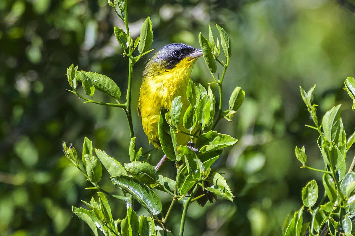 Brasiliengelbkehlchen - ML646862779