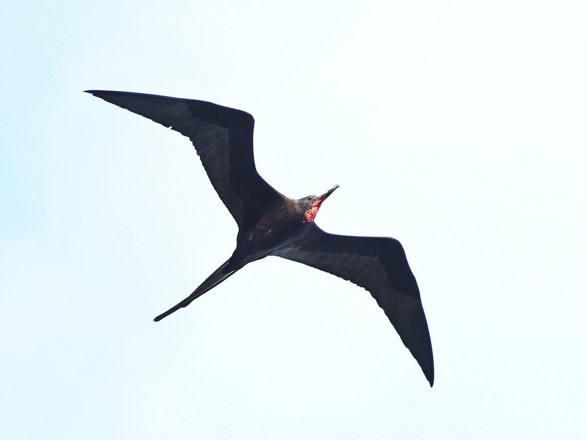 Rabihorcado Magnífico - ML646862780