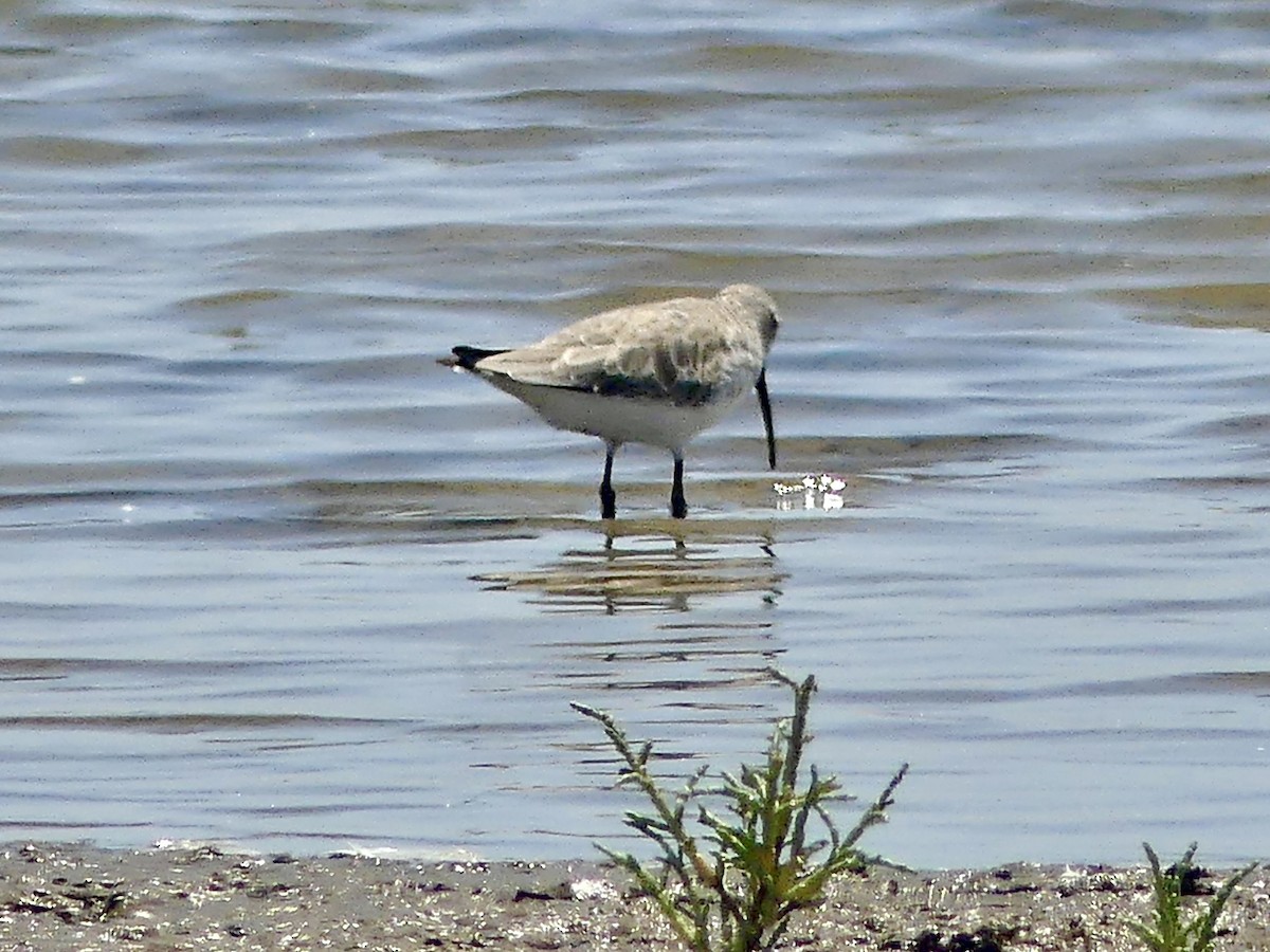 Piovanello comune - ML646862781