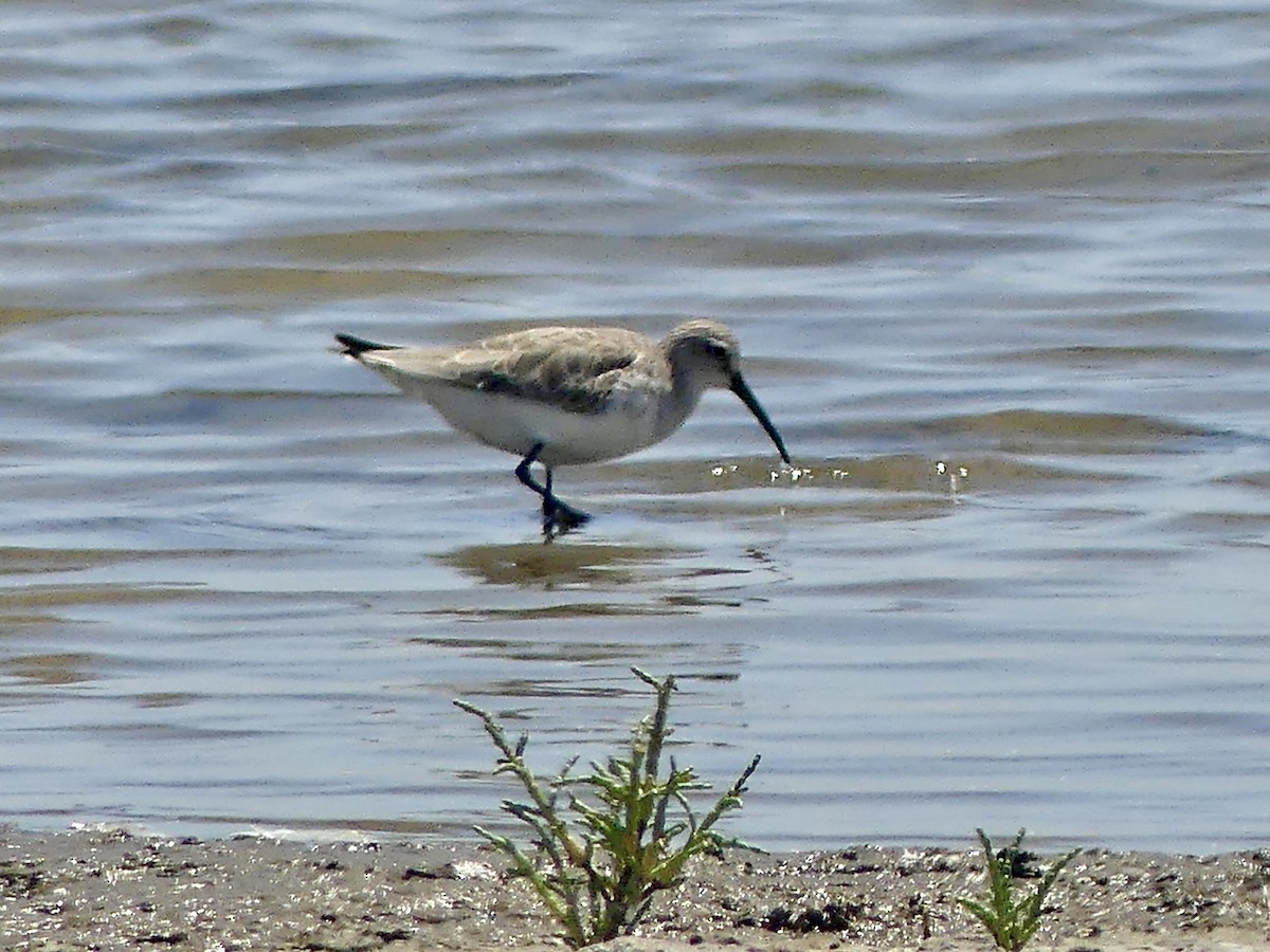 Piovanello comune - ML646862782