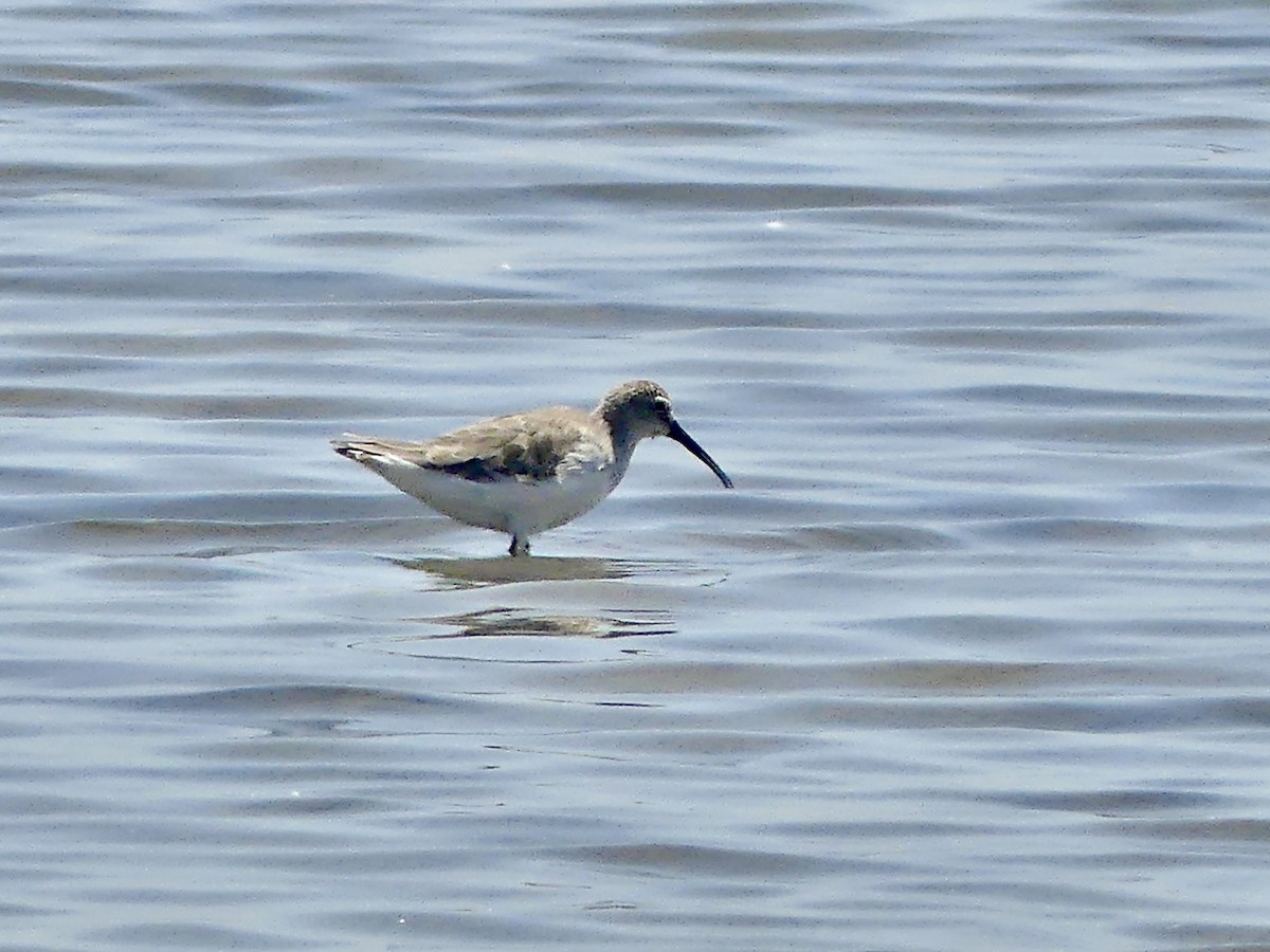 Piovanello comune - ML646862783