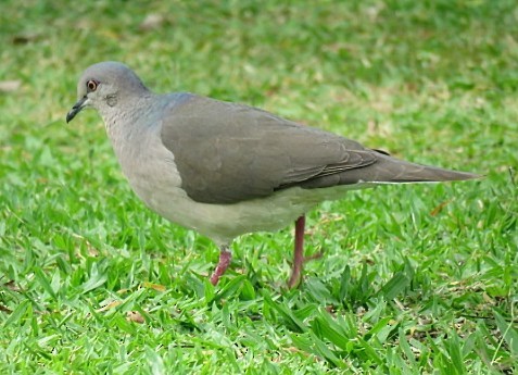 White-tipped Dove - ML646862784