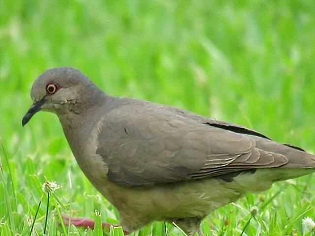 White-tipped Dove - ML646862785