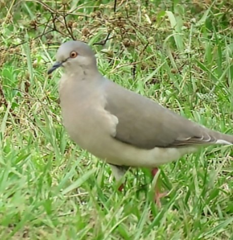 White-tipped Dove - ML646862786