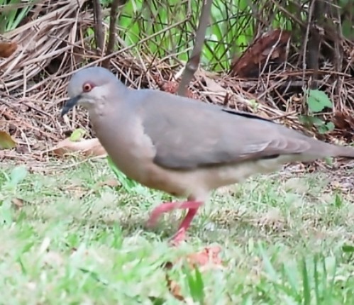 White-tipped Dove - ML646862787