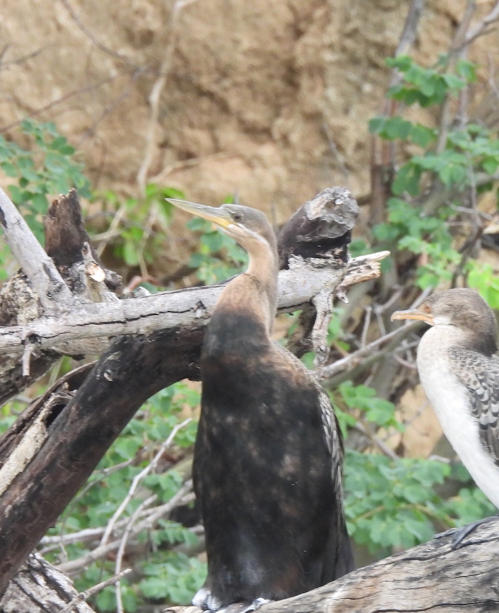 African Darter - ML646862789