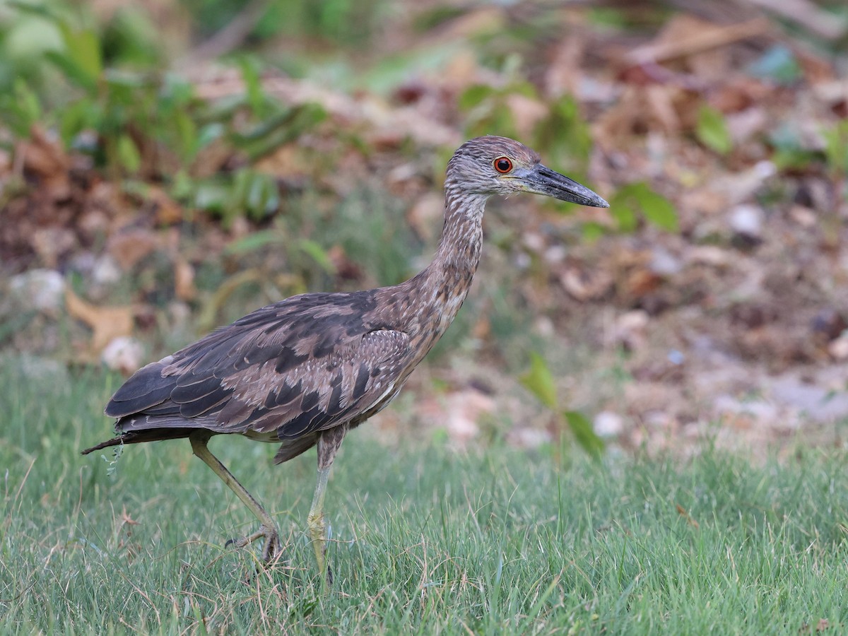 Sarı Tepeli Gece Balıkçılı - ML646862790