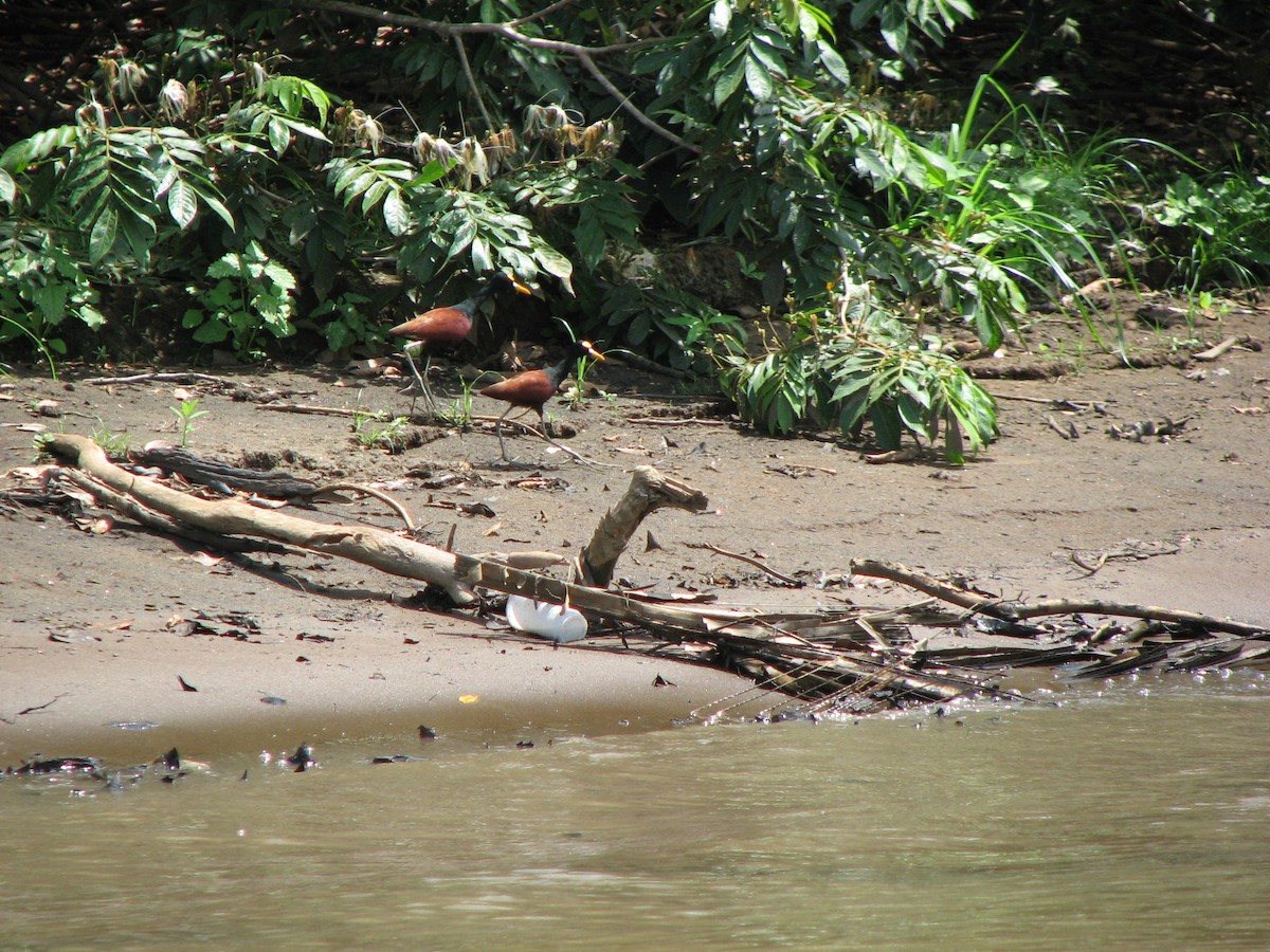 Northern Jacana - ML646862793