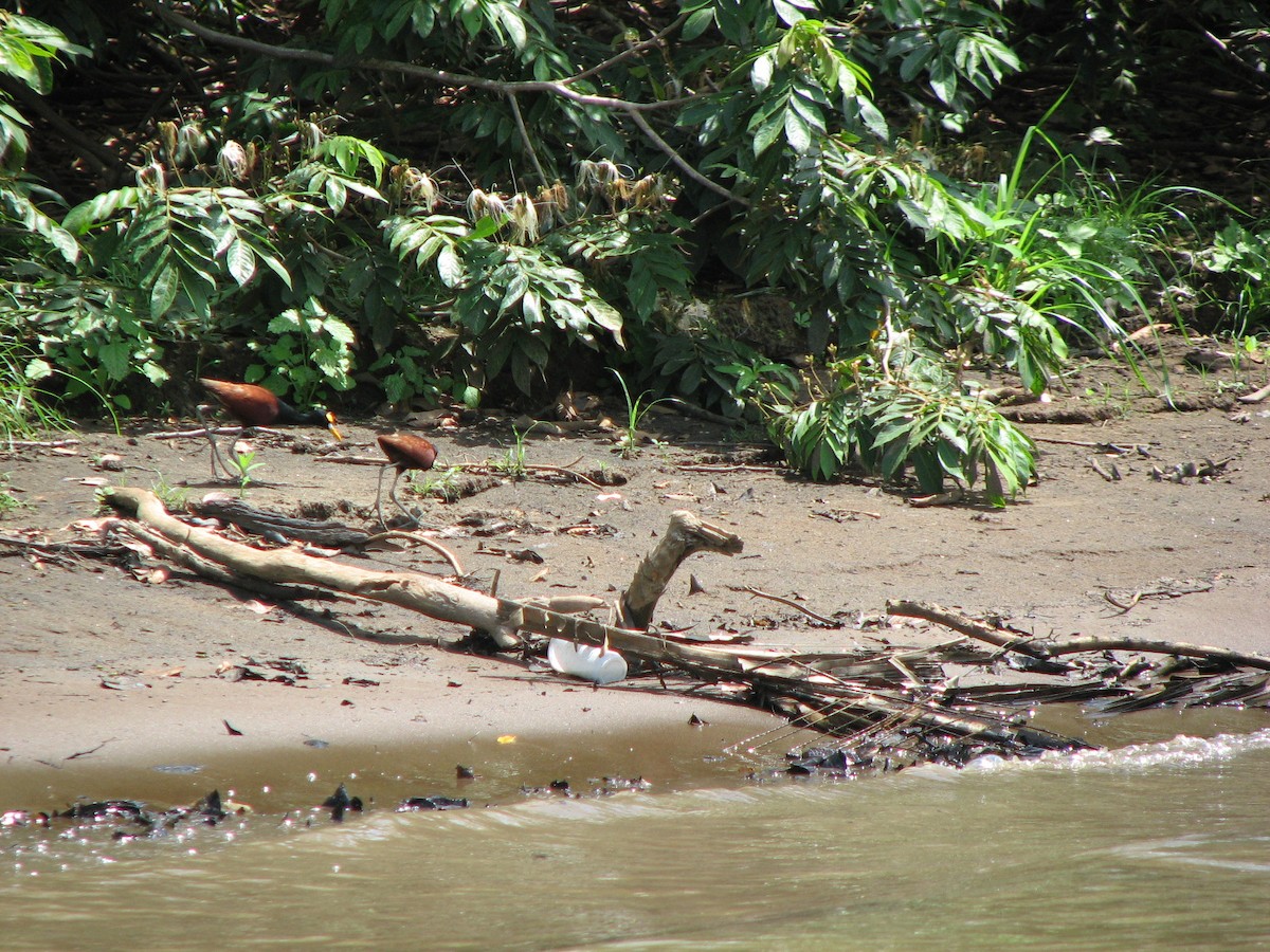 Northern Jacana - ML646862794