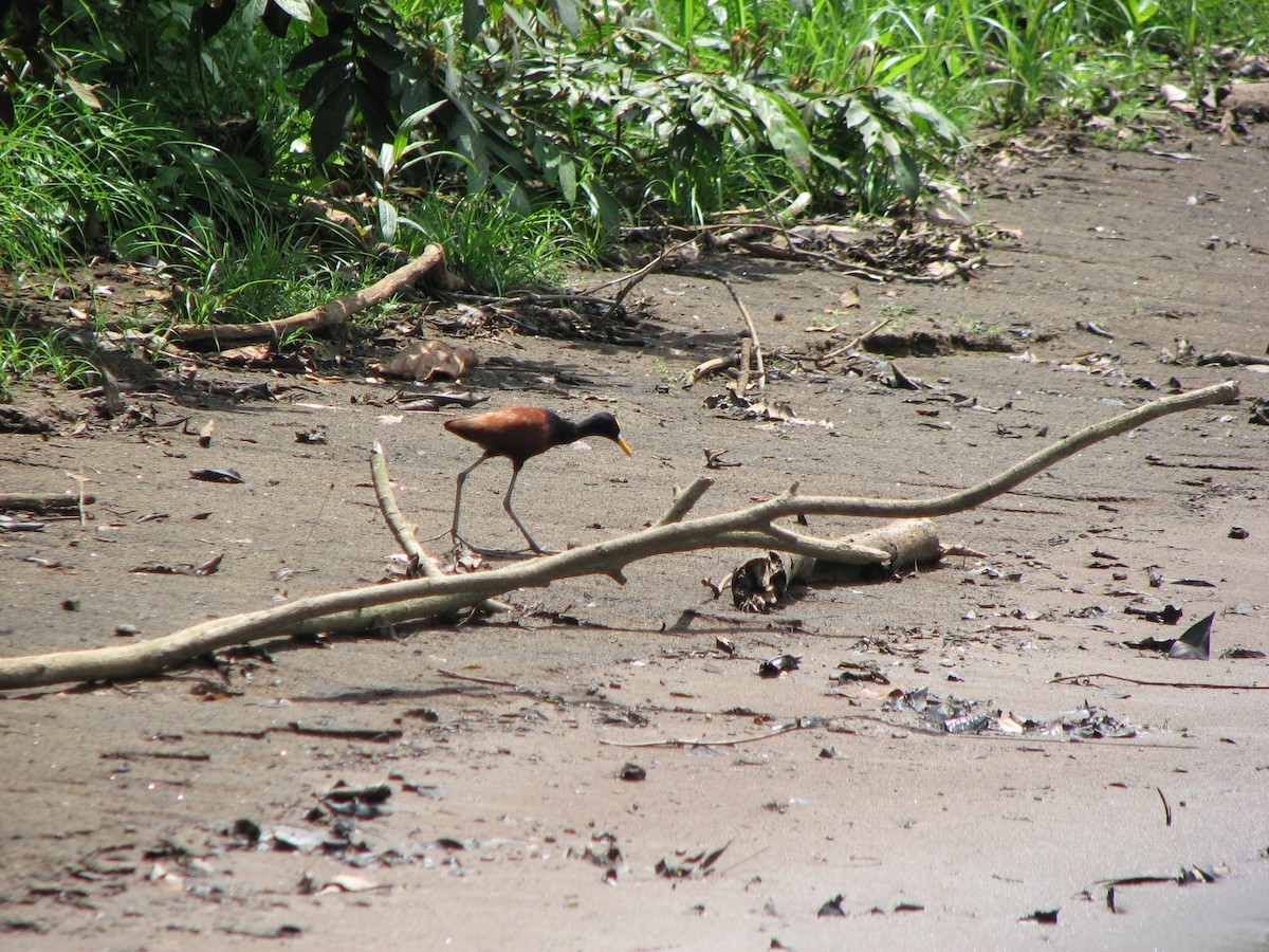 Northern Jacana - ML646862795