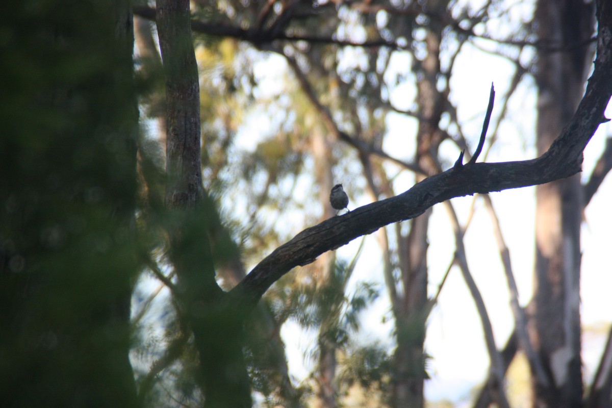 White-browed Scrubwren - ML646862796