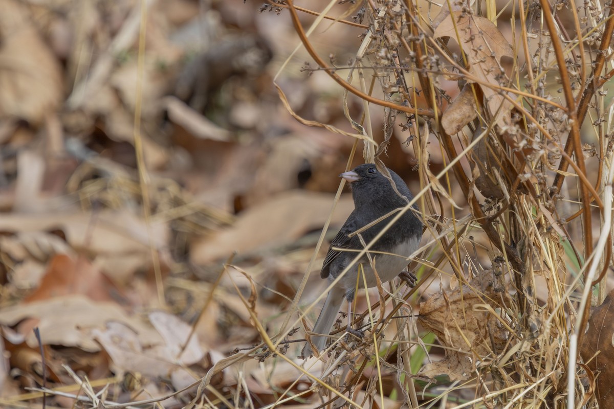 Юнко сірий - ML646862798