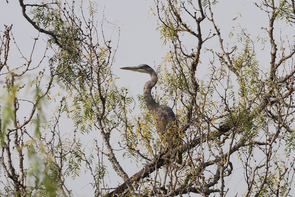 Great Blue Heron - ML646862800