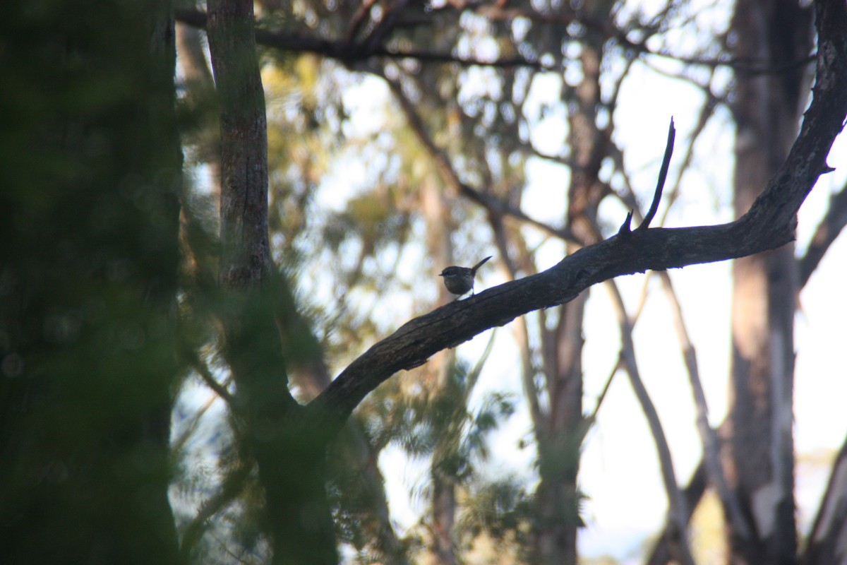 White-browed Scrubwren - ML646862803