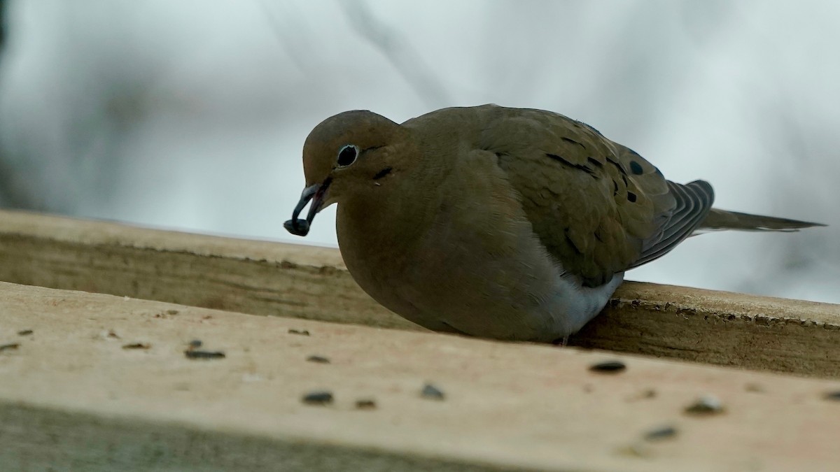 Mourning Dove - ML646862805