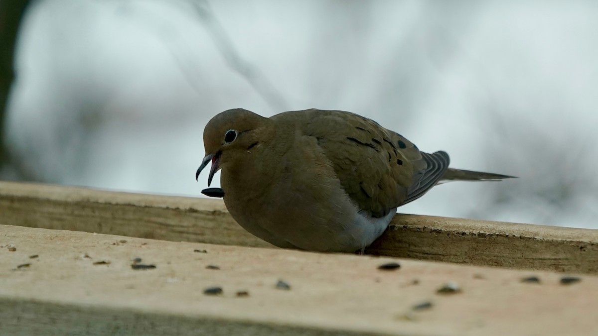 Mourning Dove - ML646862806
