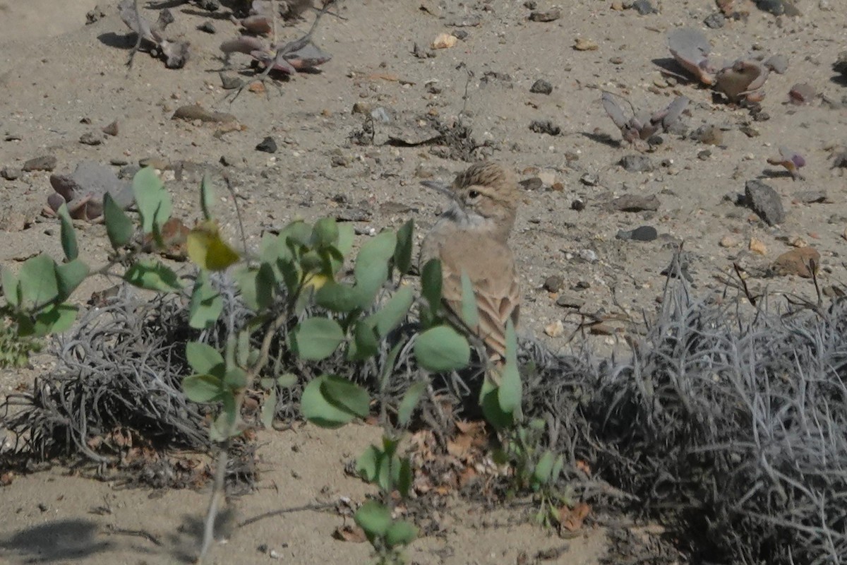 Coastal Miner - ML646862808