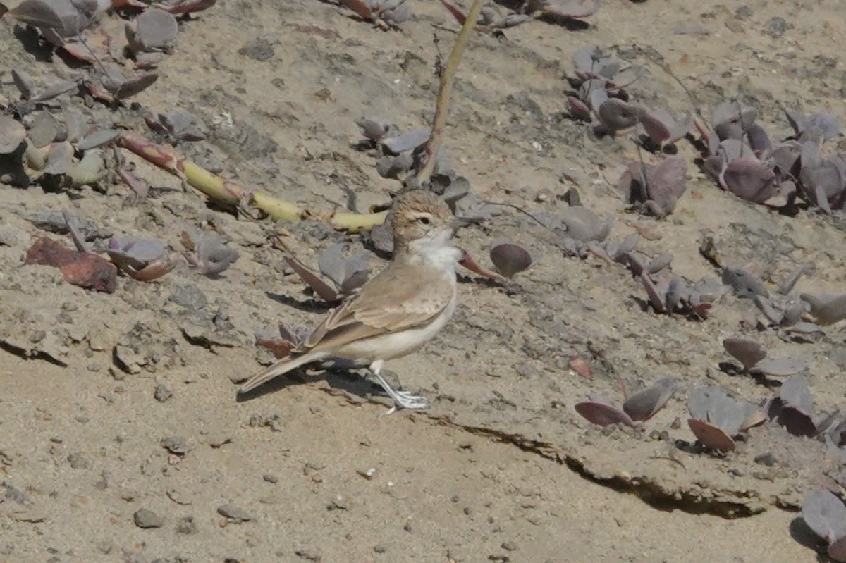 Coastal Miner - ML646862810