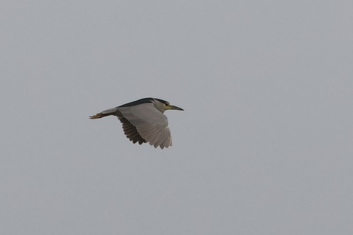 Black-crowned Night Heron - ML646862811